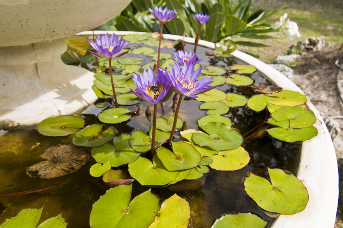 _3KW7589.jpg - The beautiful water lilies